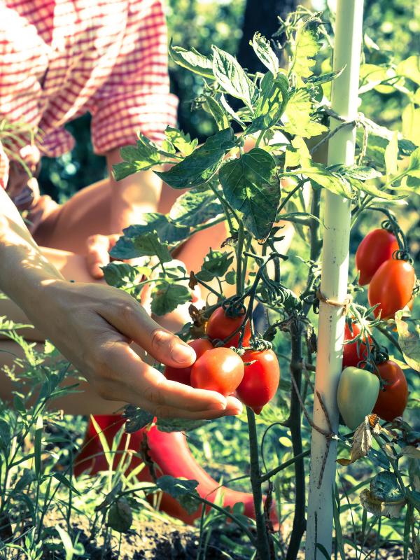 skördar tomater på gårdsbutik höga kusten