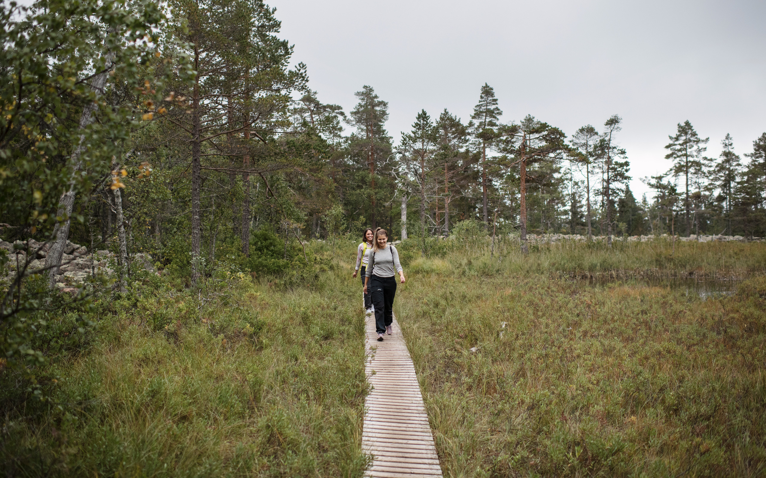 vandring över spång i skuleskogens nationalpark