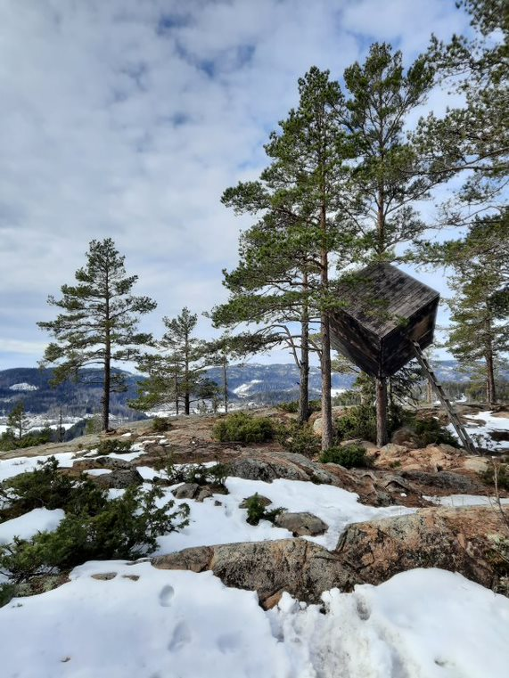 tree cube körningsberget
