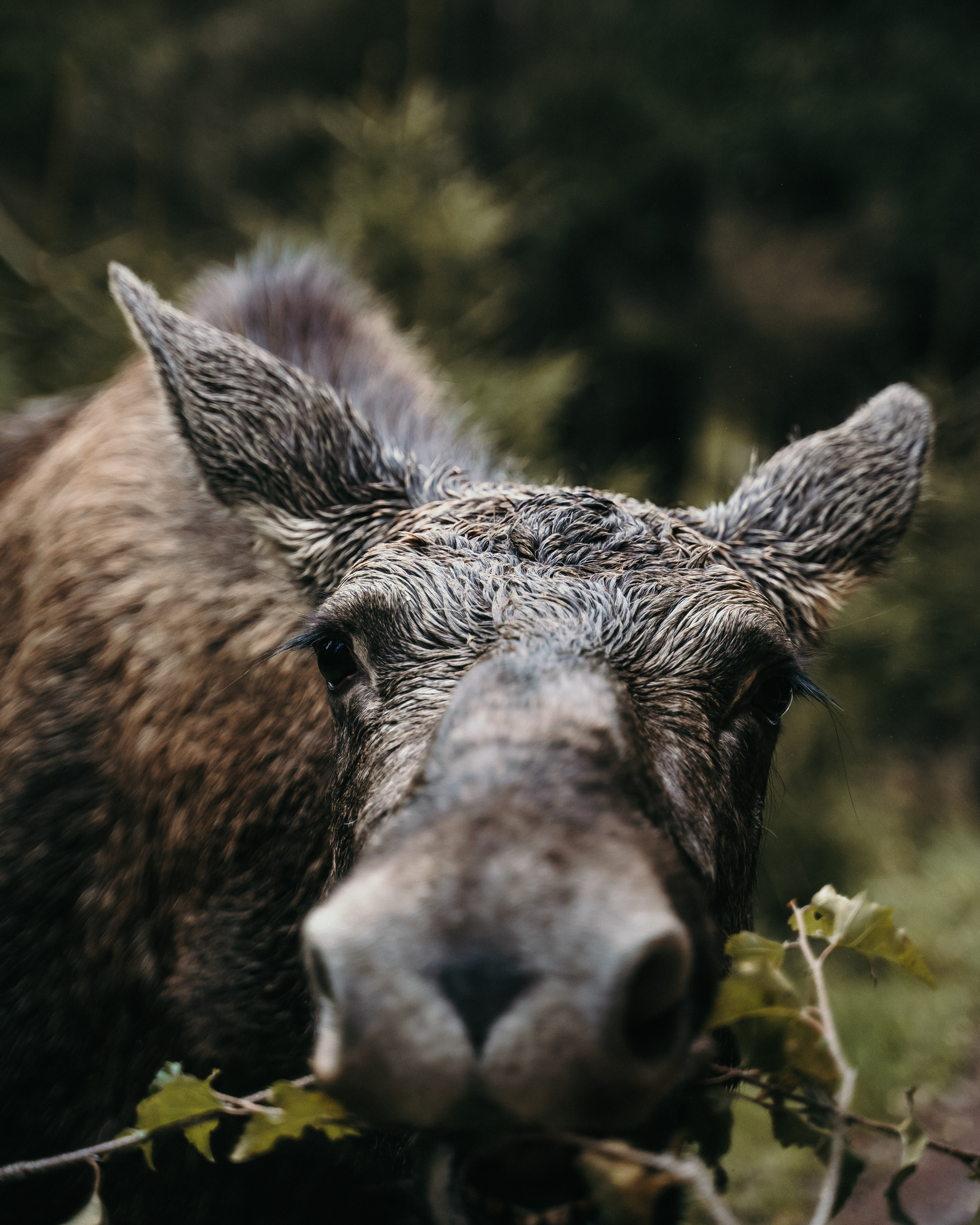 älg äter från en gren