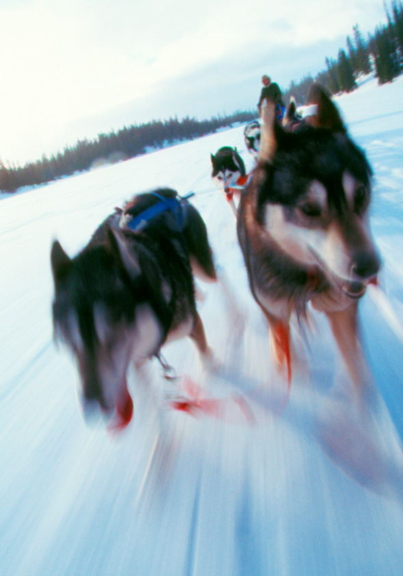 Hundspann höga kusten slädhund