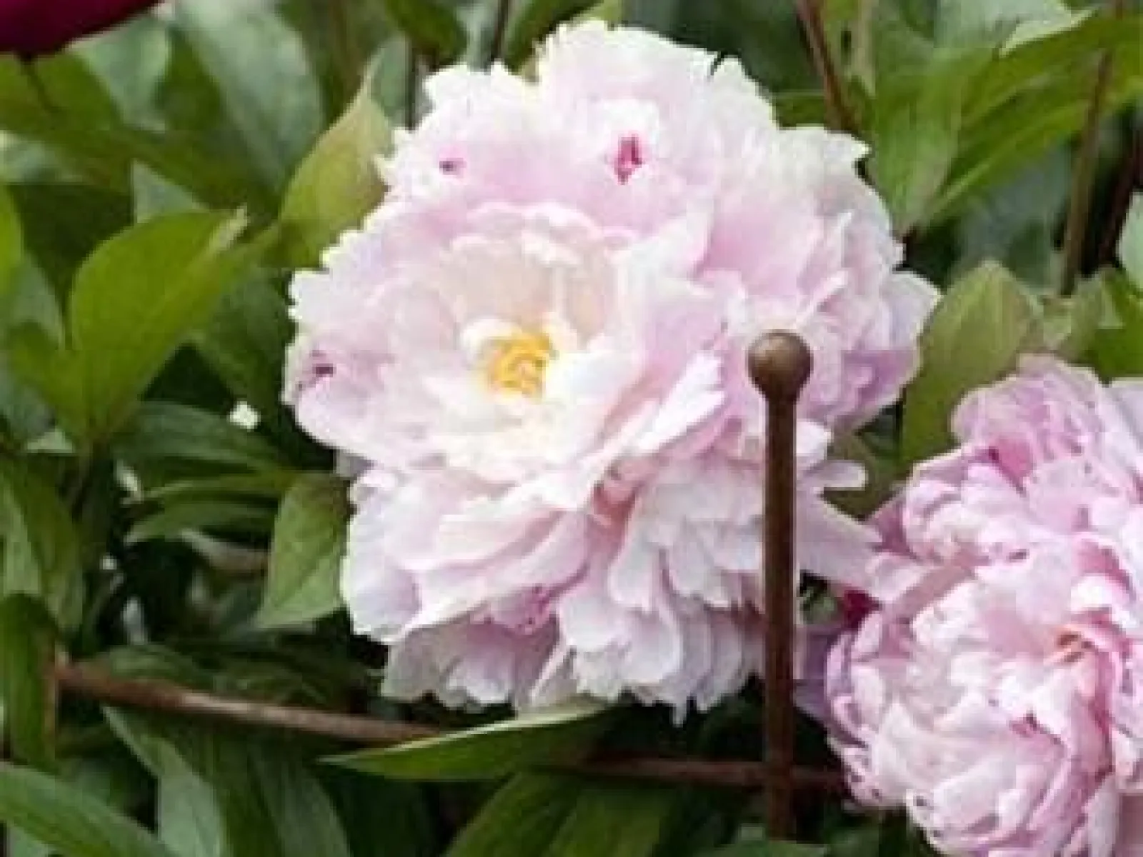 Pion