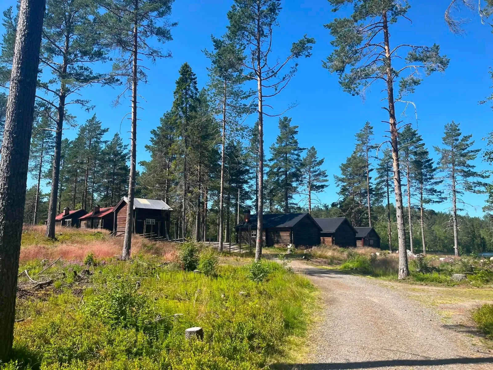 Mäjasjöns Sommerweiden 