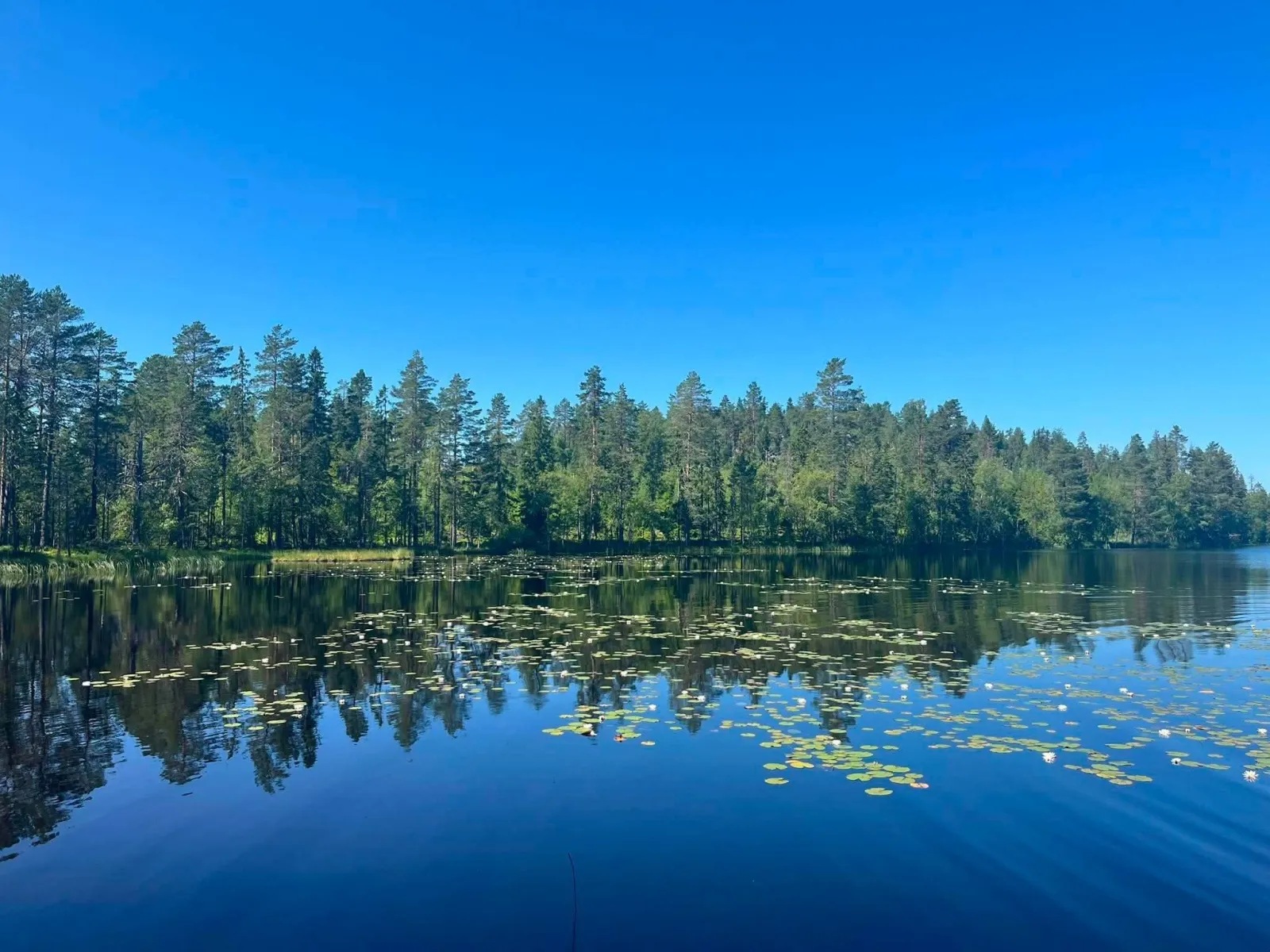 Mäjasjöns Sommerweiden 