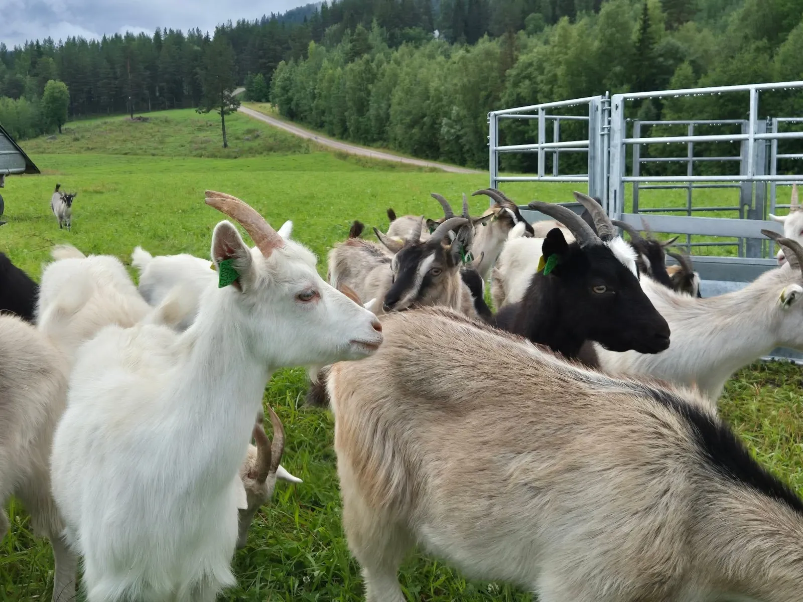 Die Ziegenfarm Gide Ziege