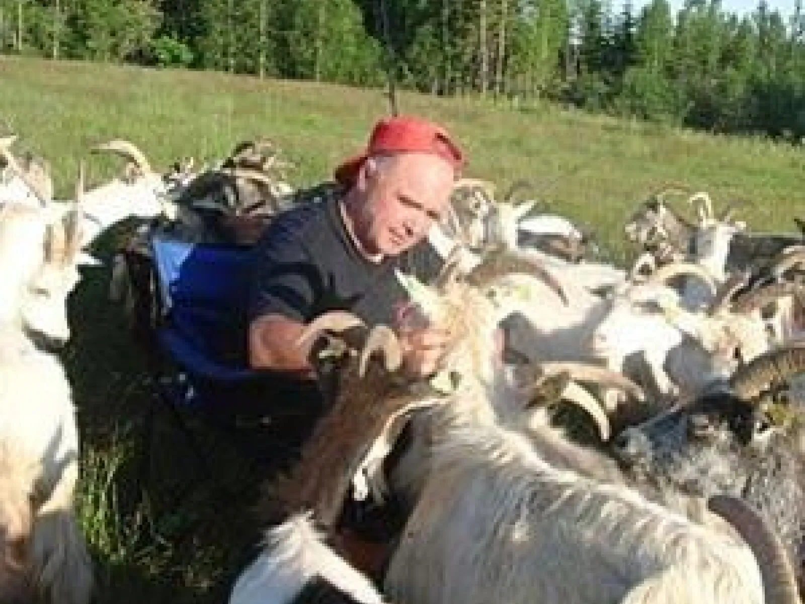 Getter och husse på Meåfors getgård