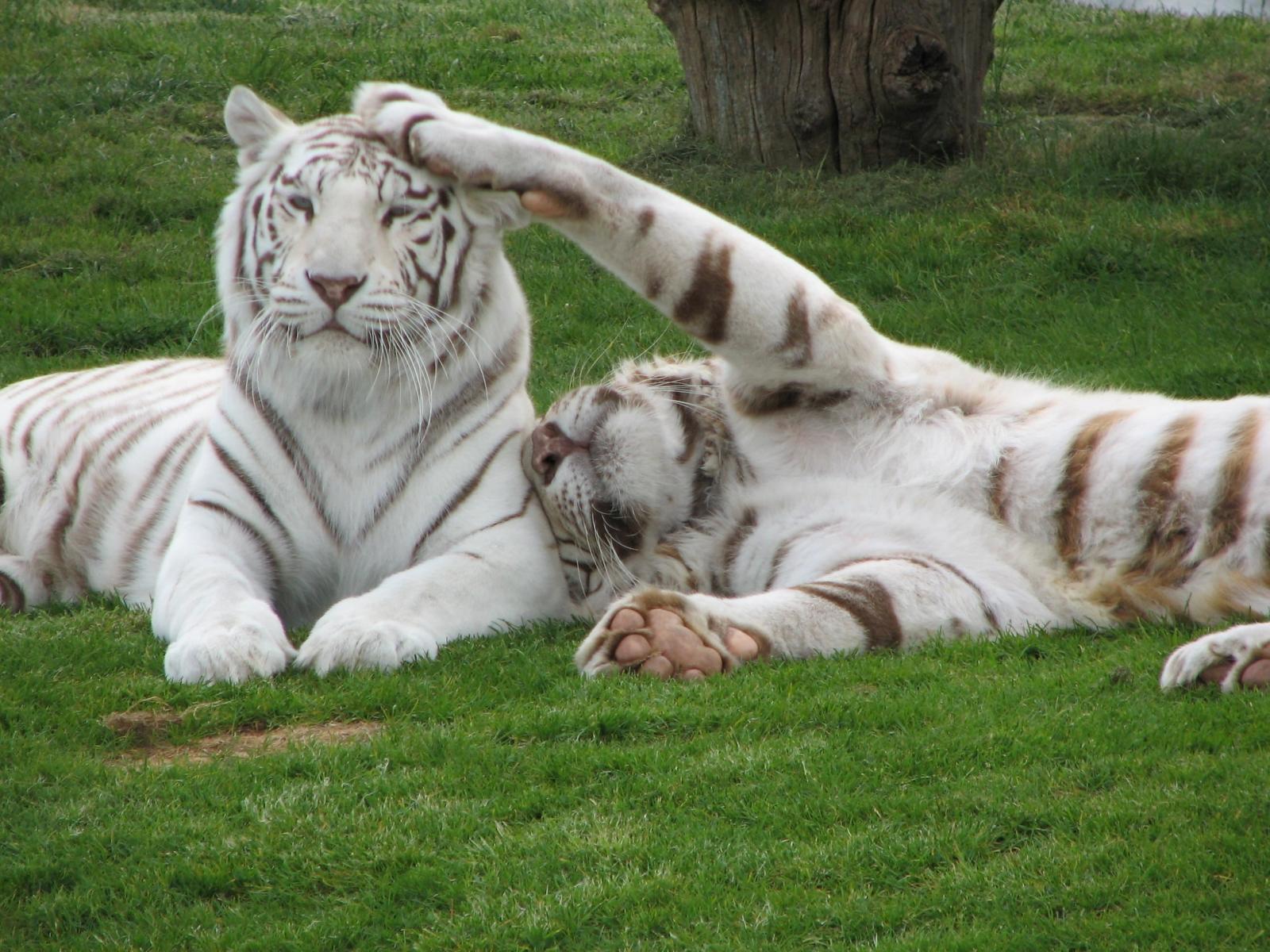De vita tigrarna i Junsele Djurpark