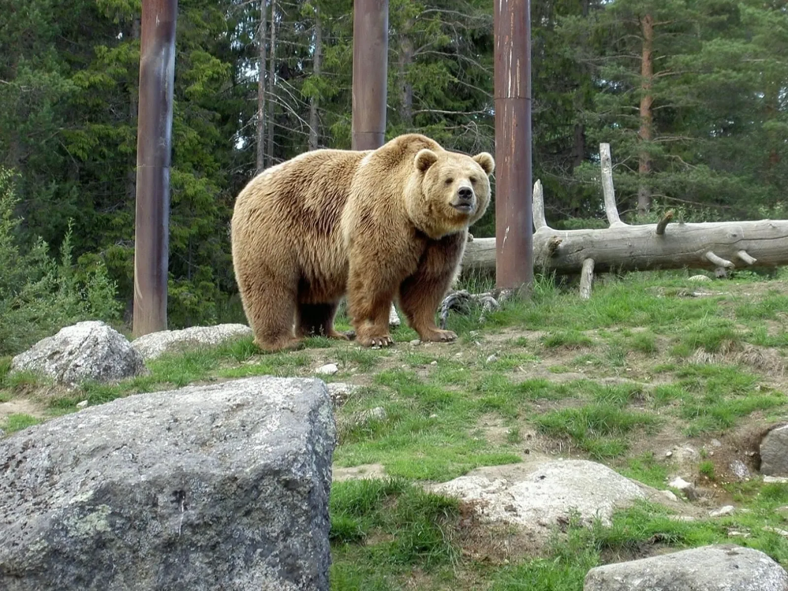 Björnen Loke i Junsele Djurpark