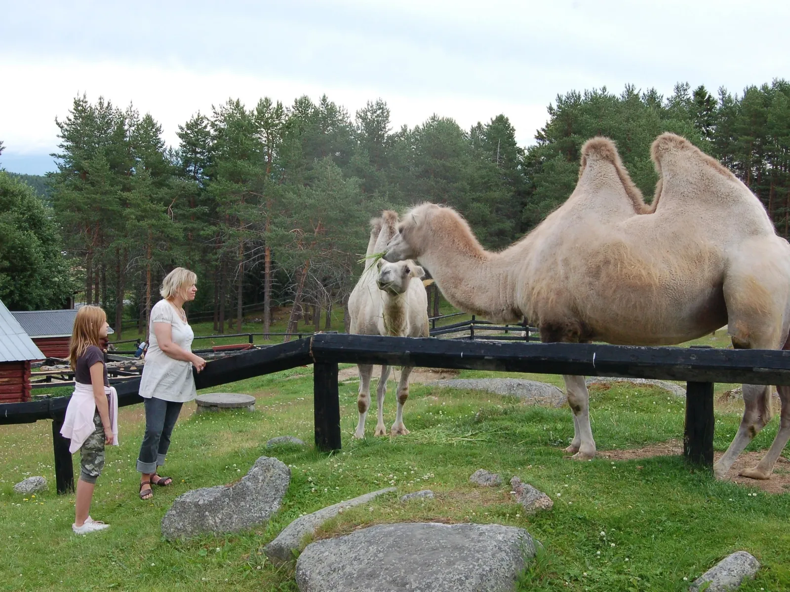 Kameler i Junsele Djurpark 