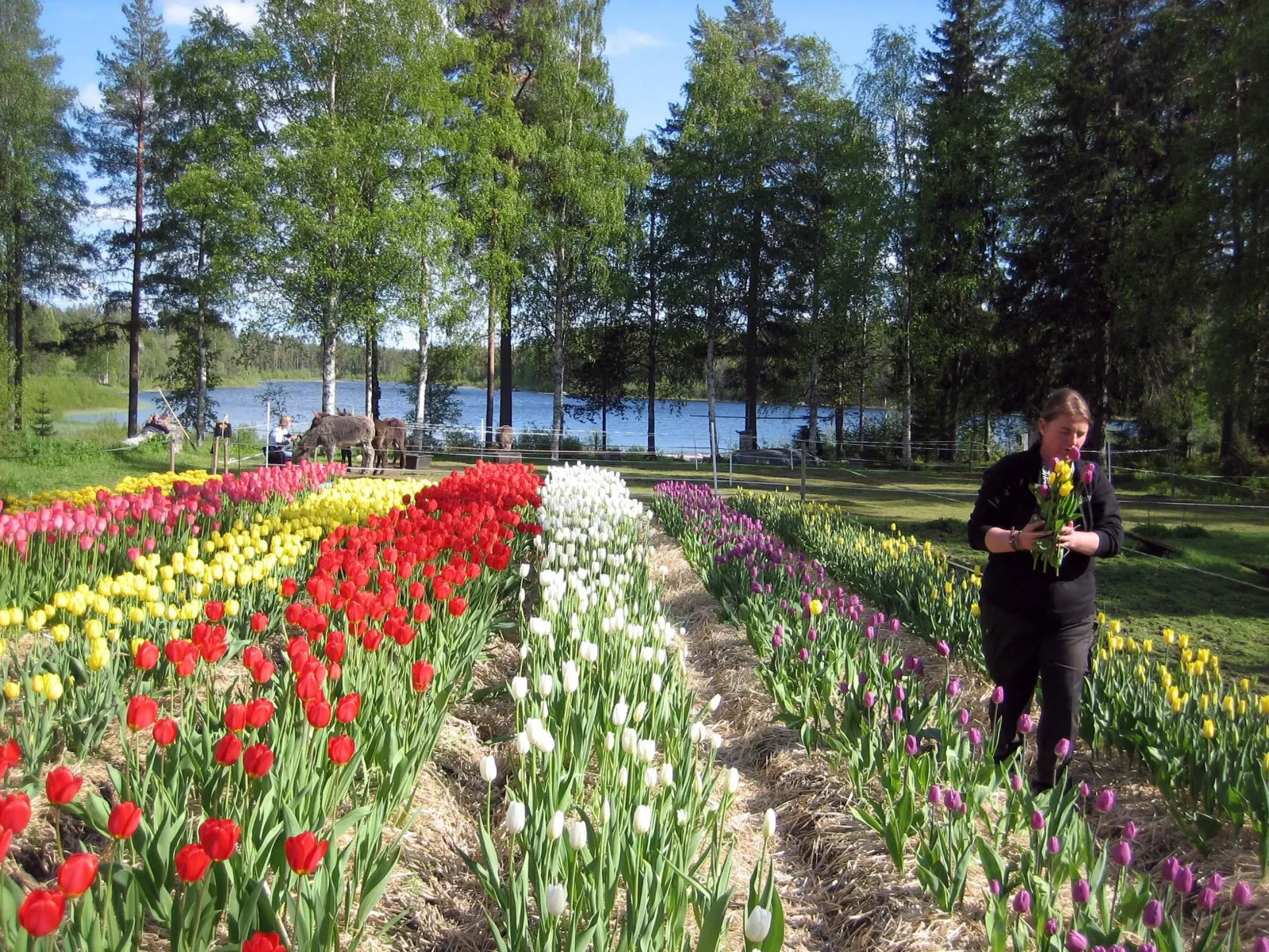 Backsjön tulpanmarknad 