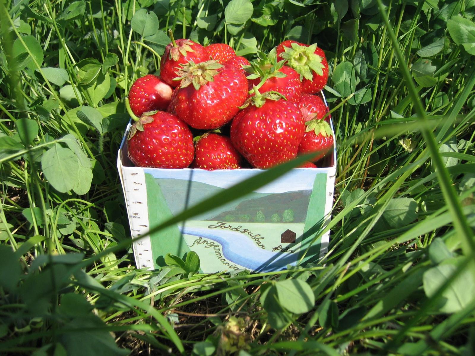 KRAV odlade jordgubbar. Smakar himmelskt och härligt att kunna bjuda på sommarens frukter utan kemiska tillsatser!