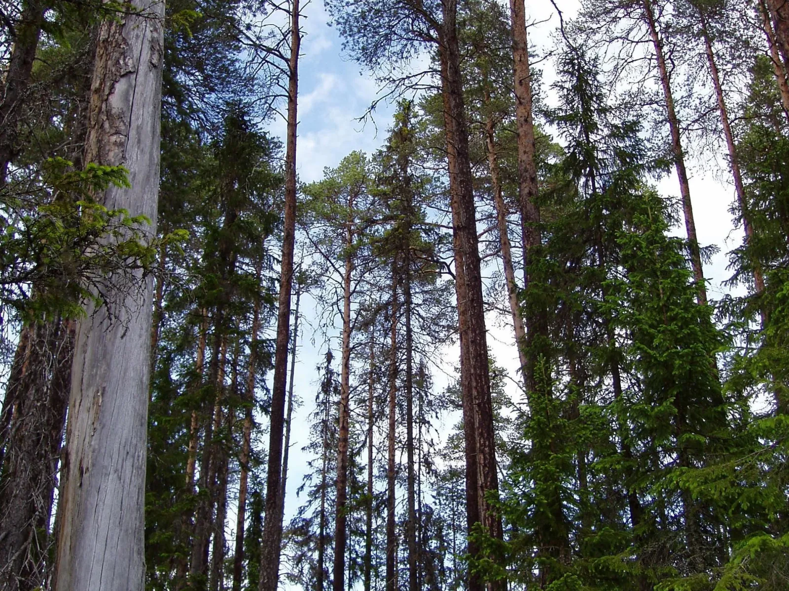 Mo- Långsjön  naturreservat