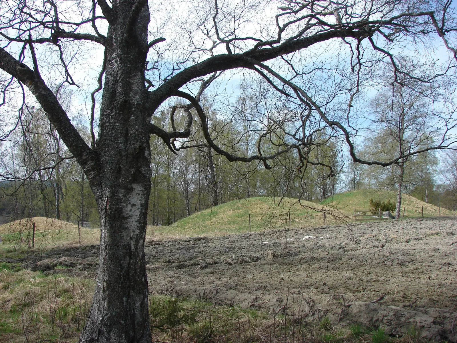 Gravhögarna i Holm