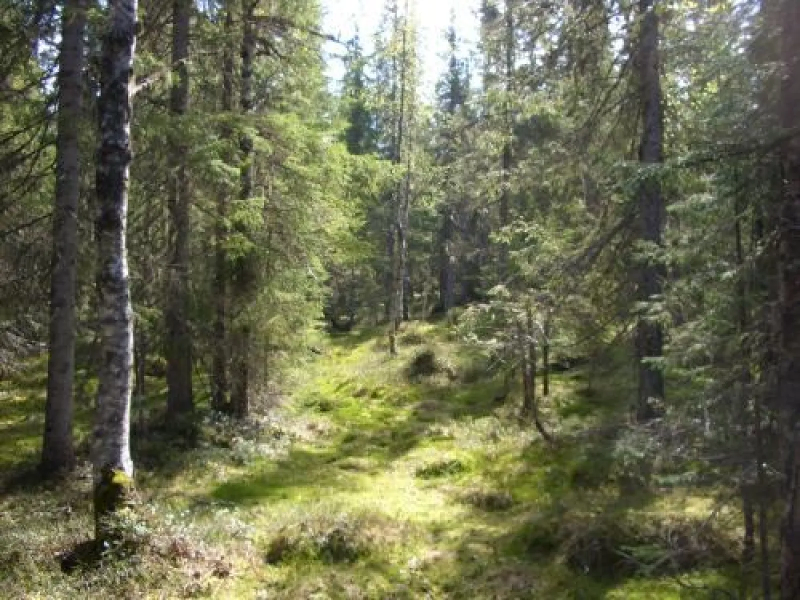 Urskogsleden