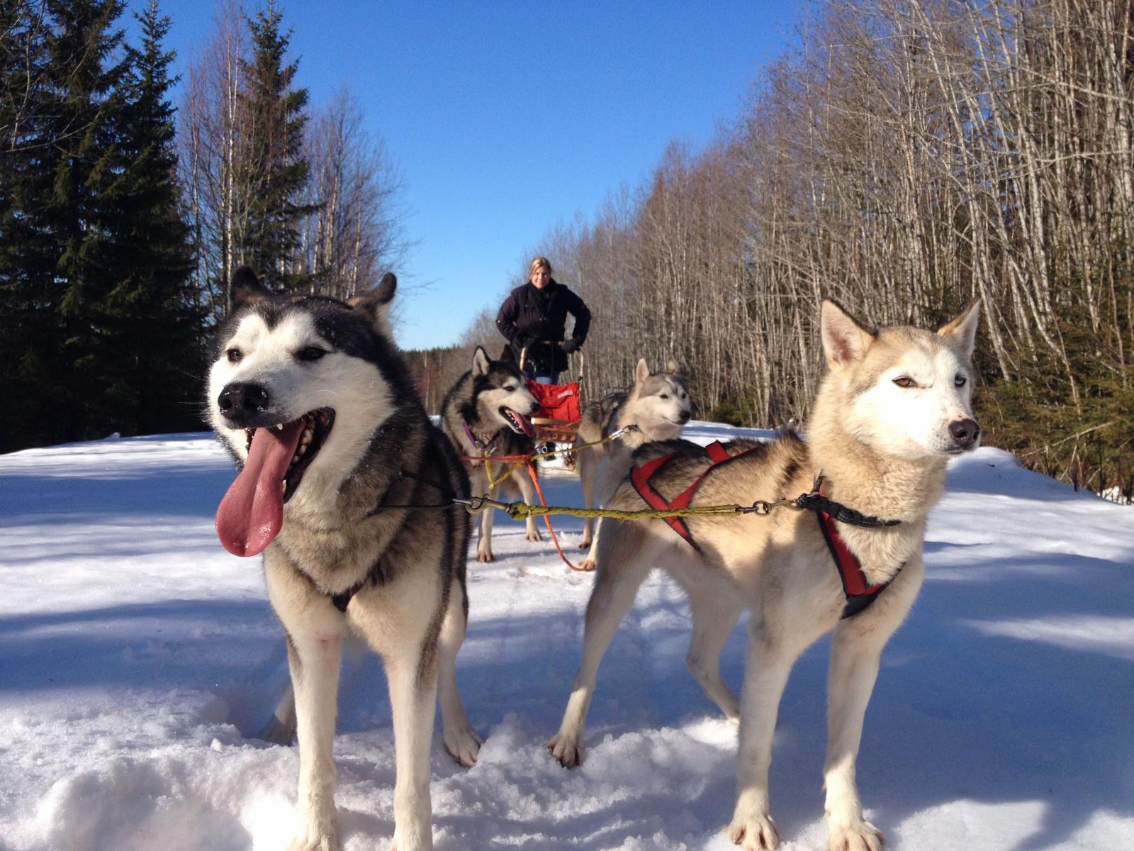 Dogsledding with Farm Backsjön