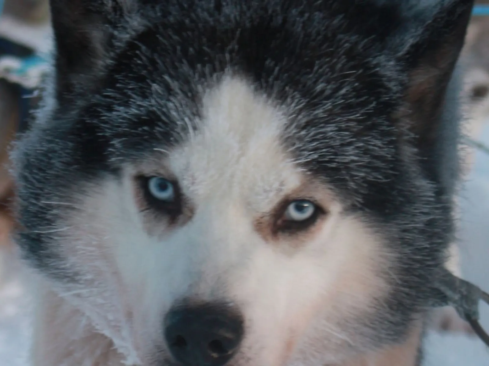 Dogsledding with Farm Backsjön