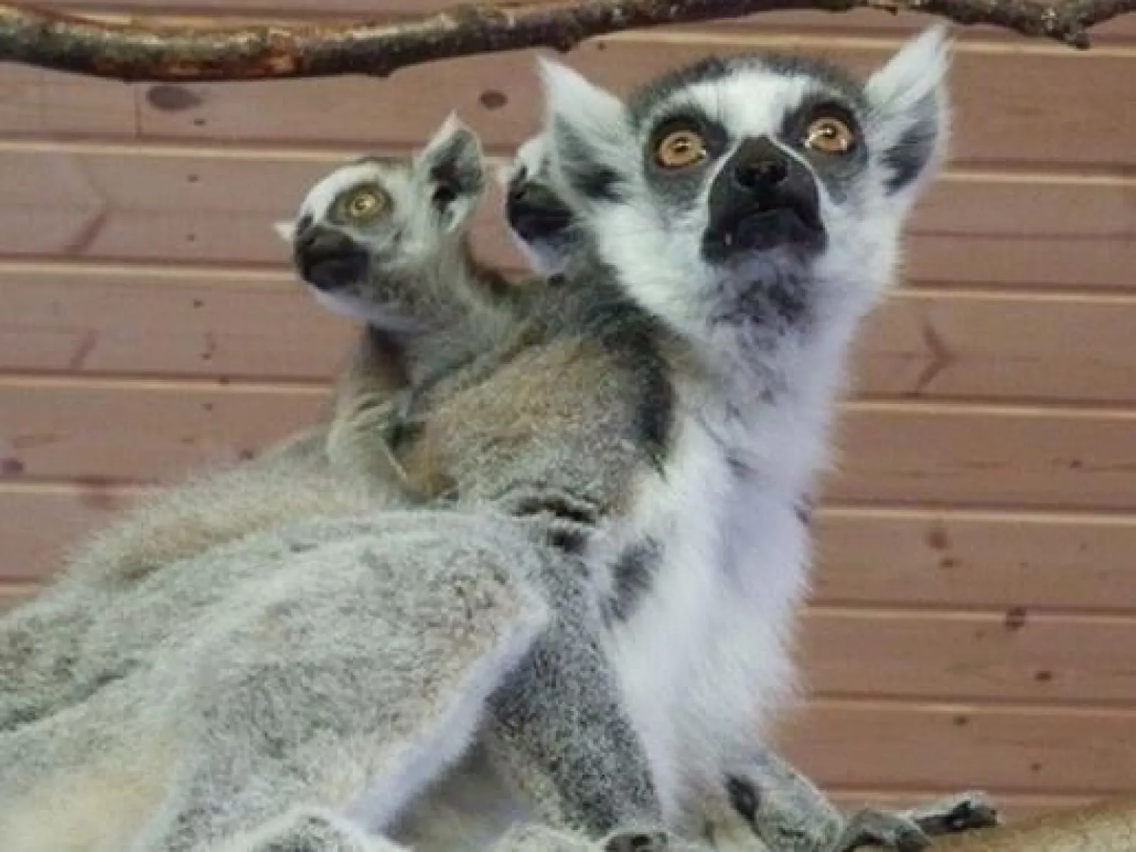 Junsele Zoo