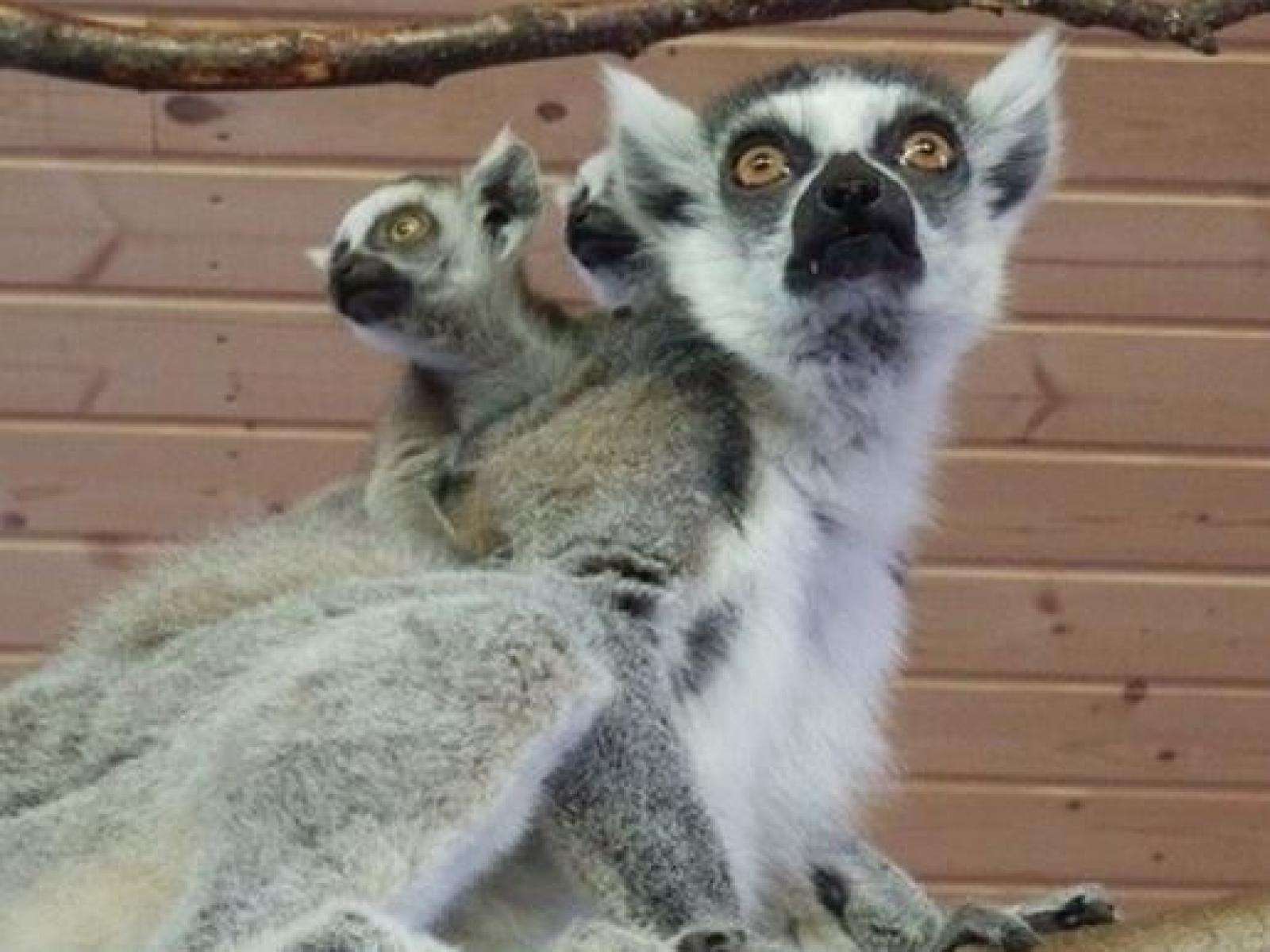 Lemurer Junsele djurpark