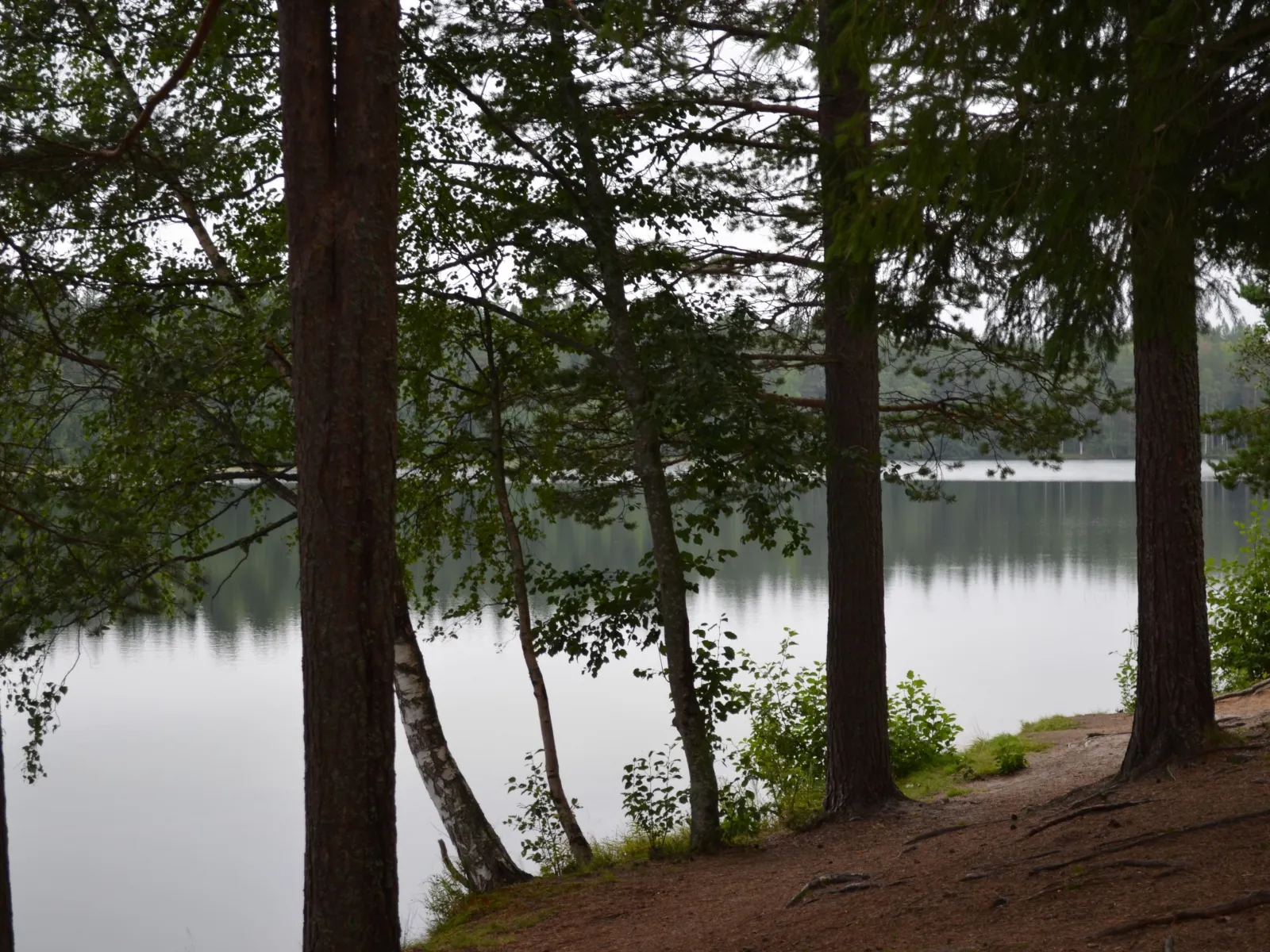 Hörnsjöns naturreservat