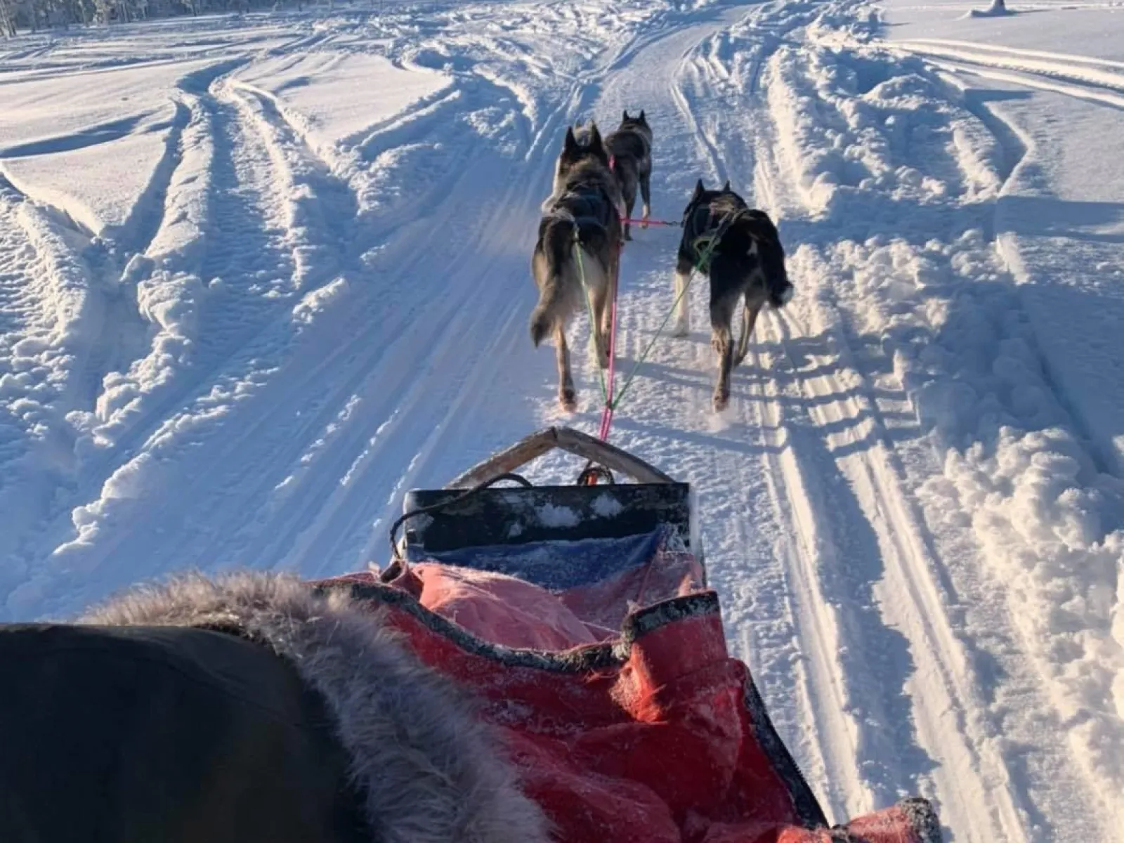 Camas slädhundsturer 