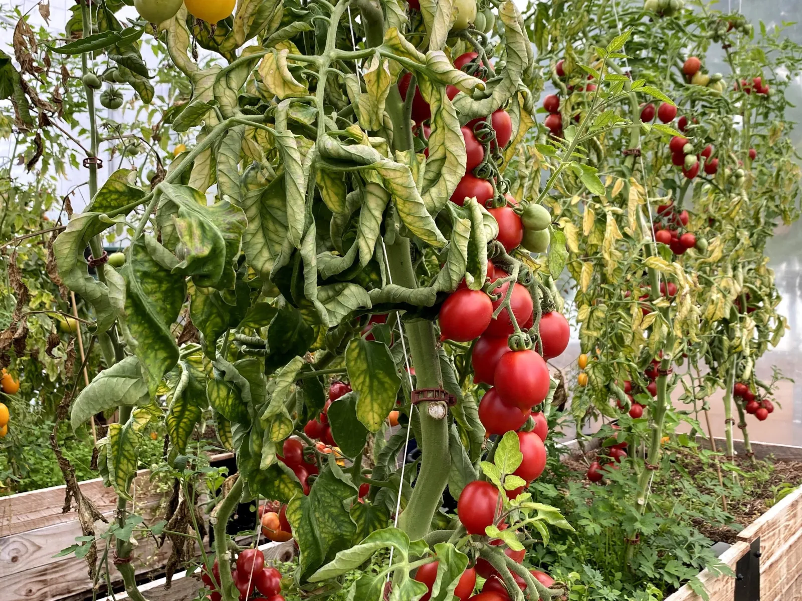 Kvarnå Garden