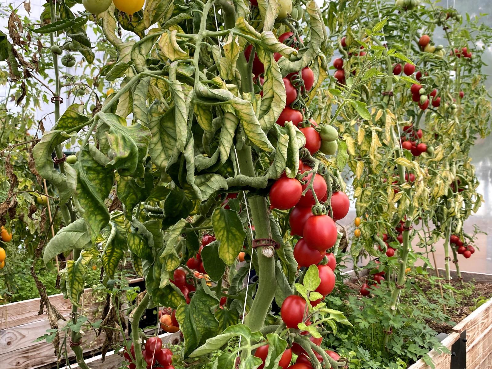 en av våra över femtio sorter tomater