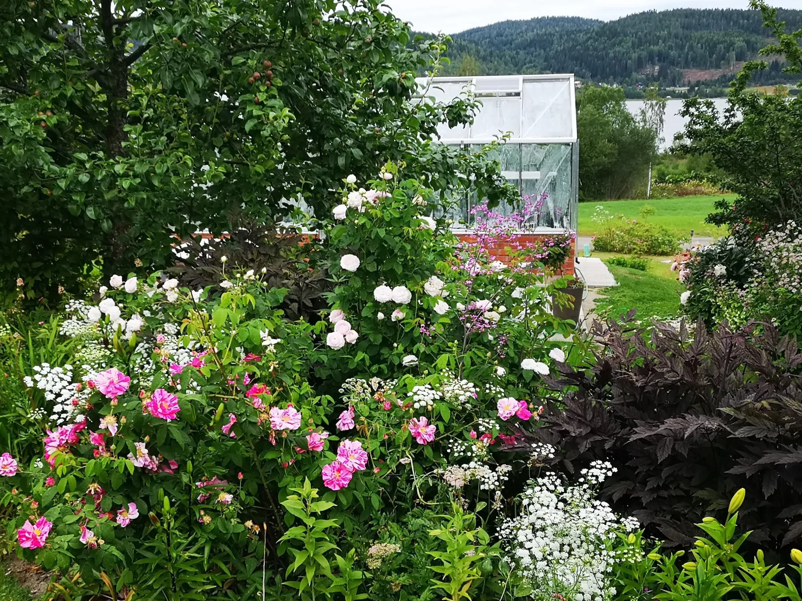 Monica's Cottage Garden (trädgård)