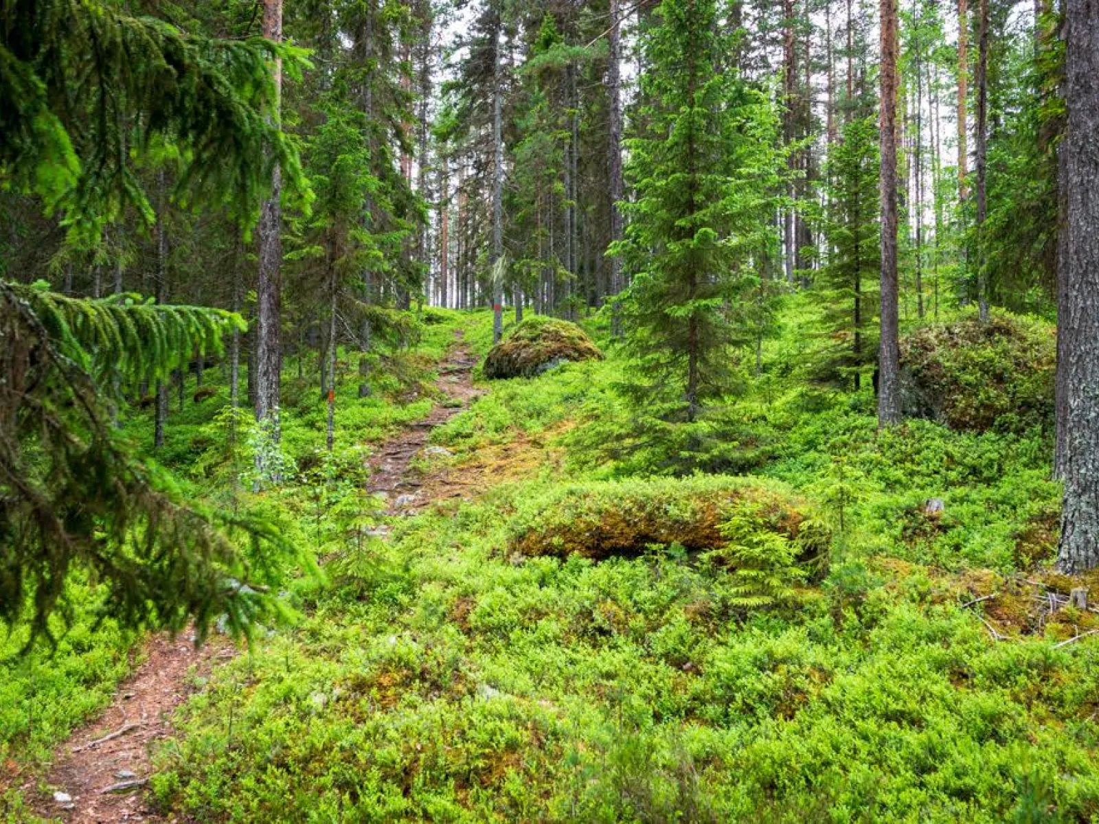 Naturstigen