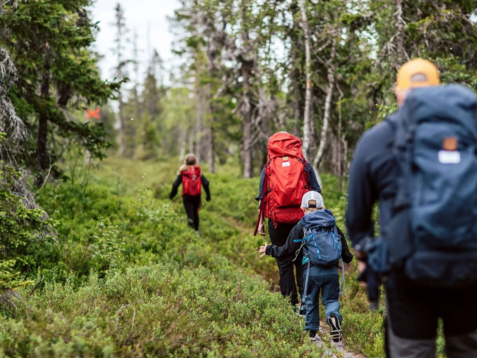 Nätra fjällskog