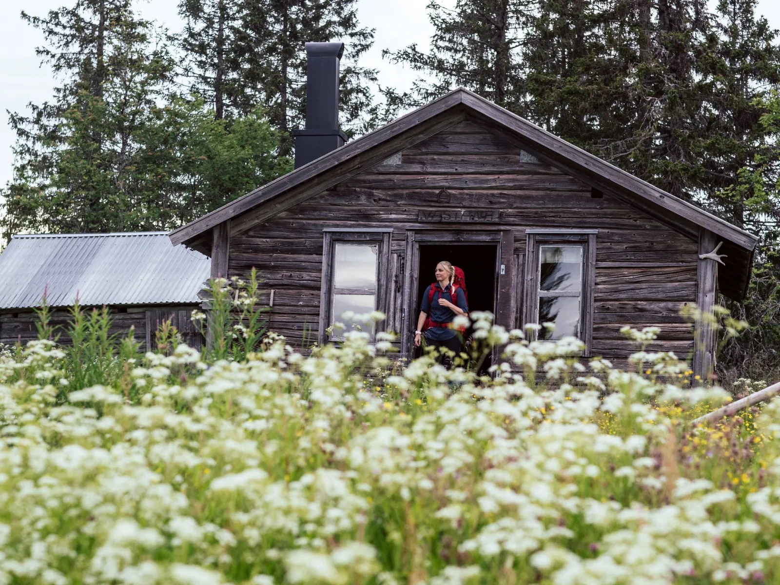 Nätra fjällskog