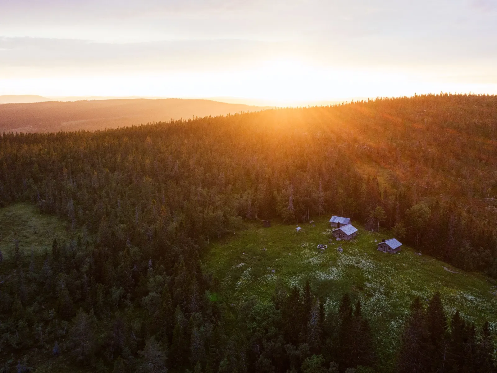 Nätra fjällskog