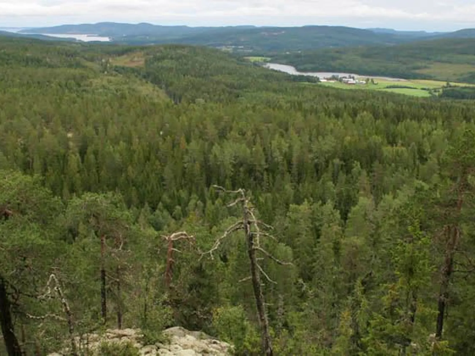 Högkälstoppen