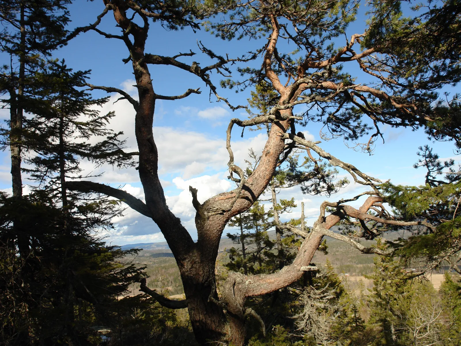 Dalsberget