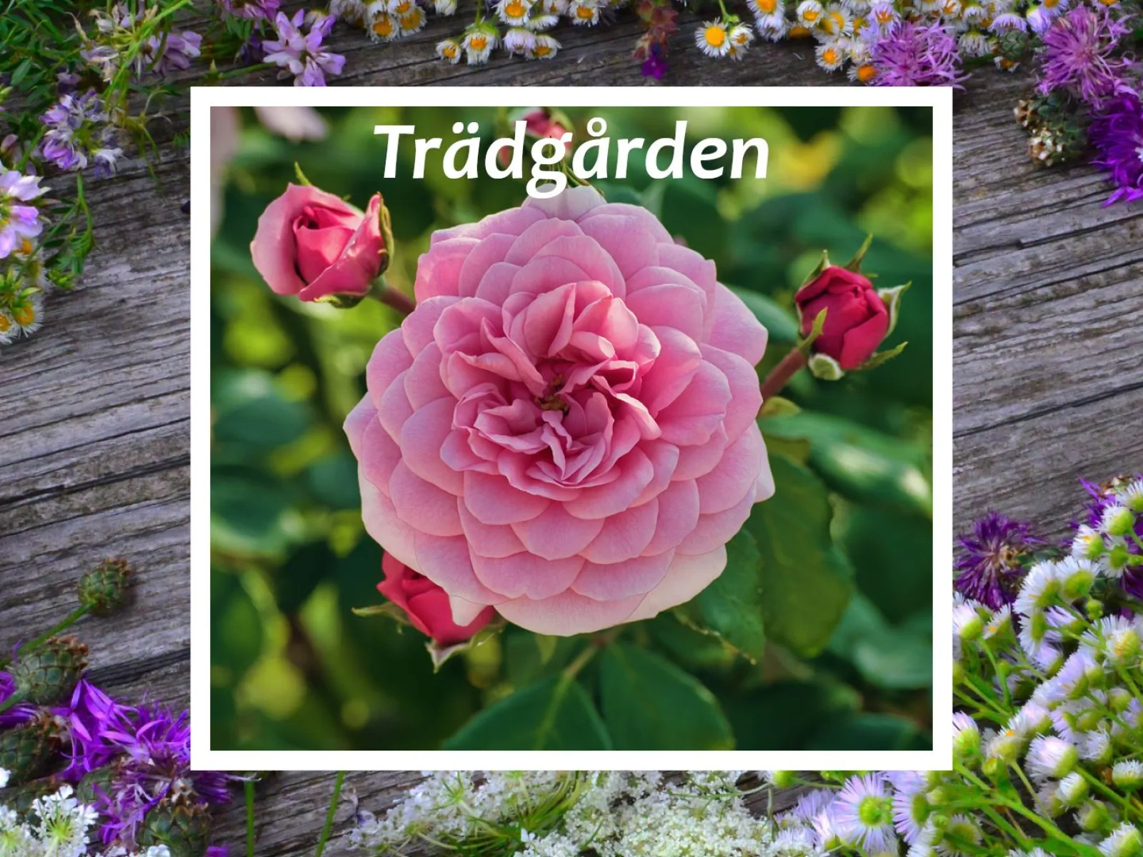 Vårsta Garden