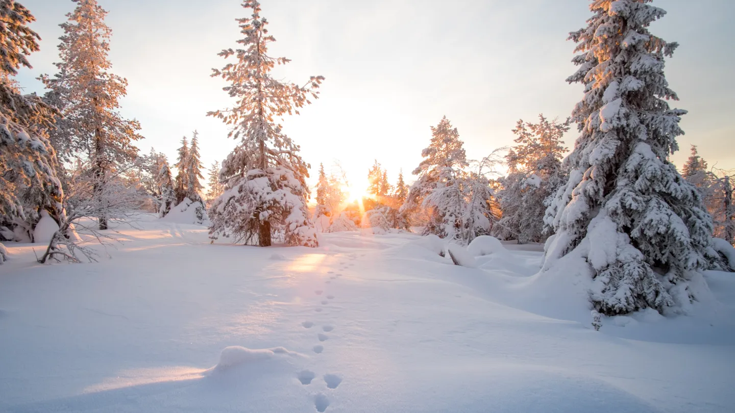 snötäckta träd i en skog