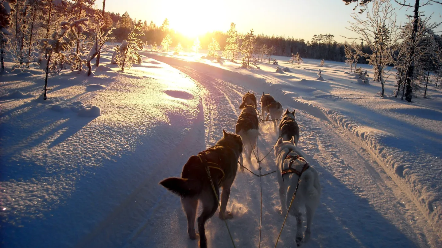 Hundspann i Höga Kusten en vinterdag
