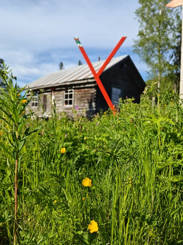 Lågvinkelvy av hög grön äng med gula blommor, en gammal trästuga och en röd y-formad stolpe i sol.