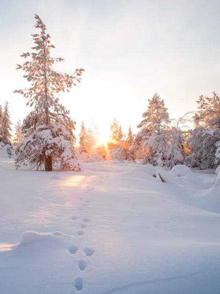 snötäckta träd i en skog