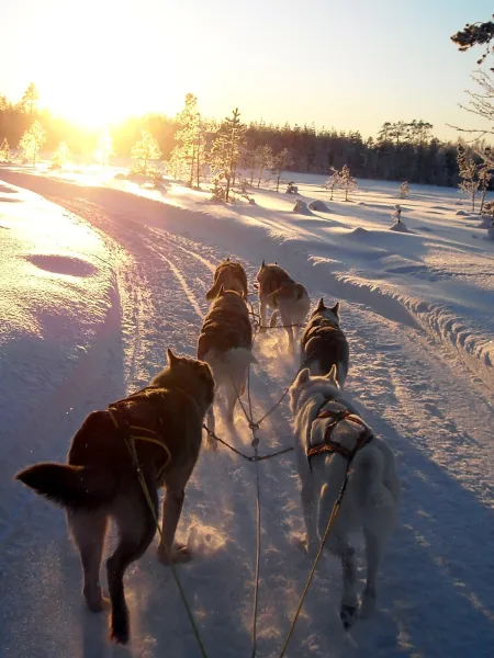 Hundspann i Höga Kusten en vinterdag